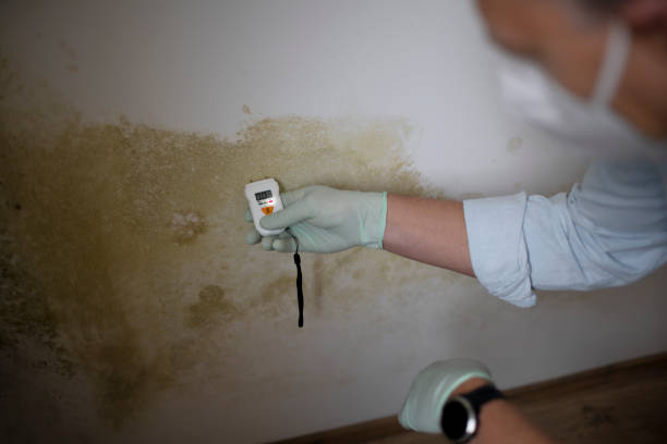 Best Mold Remediation for Specific Building Types in Silver Springs, FL