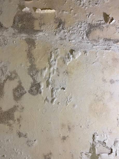 Best Insurance-Related Mold Remediation in Silver Springs, FL