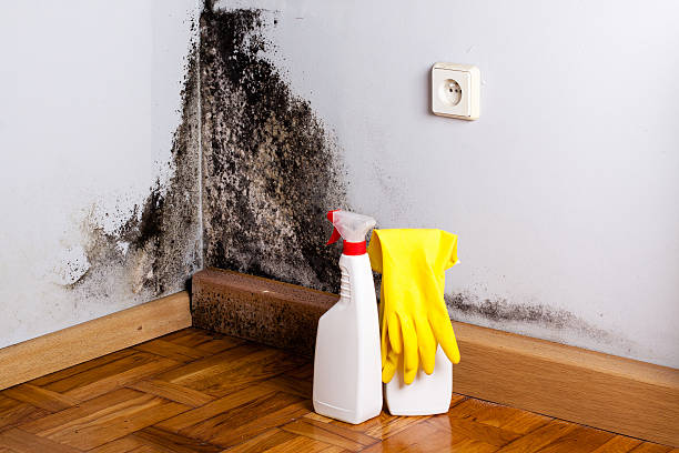 Best Insurance-Related Mold Remediation in Silver Springs, FL