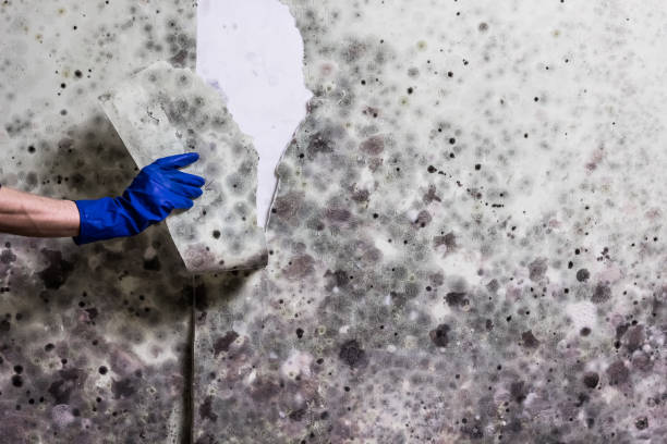 Reliable Silver Springs, FL Mold Remediation Solutions